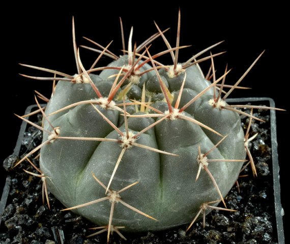 Gymnocalycium_heidiae